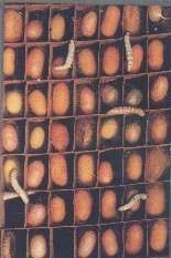 silk worms and cocoons