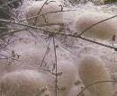 Silk Cocoons